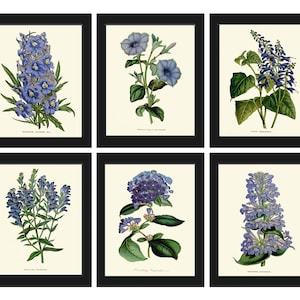 Botanical Prints Blue Flowers Wall Art Set of 6 Floral Illustration ...