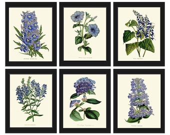 Botanische Drucke Blaue Blumen Wand Kunst 6er Set Floral Illustration Malerei Dekoration Esszimmer Schlafzimmer Interior Wohnkultur zum Rahmen HOU