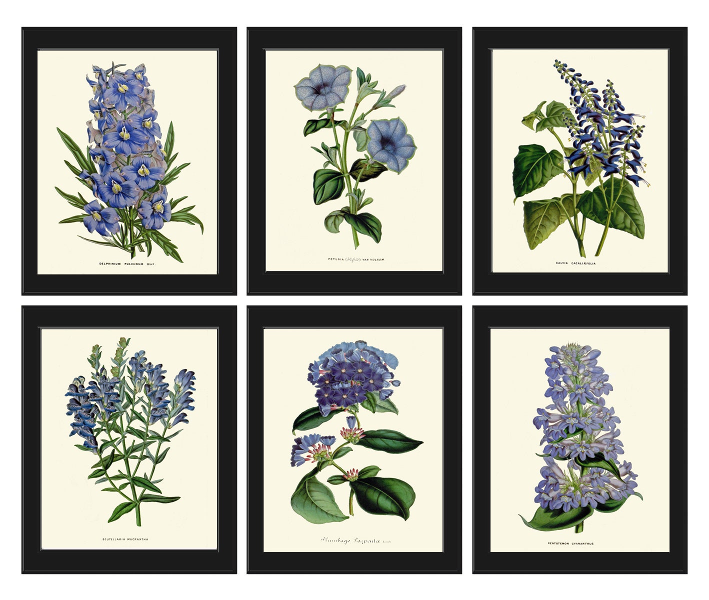 Botanical Prints Blue Flowers Wall Art Set of 6 Floral Illustration ...