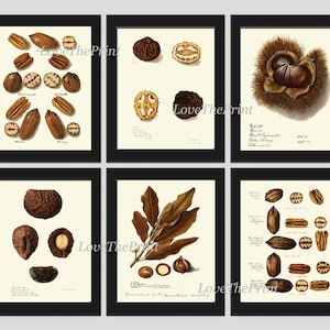 Nüsse Wanddekoration Kunst Set 6 Wunderschöne Botanische Nussbaum Obstkarte Walnüsse Erdnuss Macadamia Brasilien Selten Exotisch nüsse rahmen