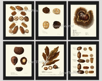 Nuts Wall Decor Prints Art Set 6 Beautiful Botanical Nut Tree Fruit Chart Walnuts Pecan Peanut Macadamia Brazil Rare Exotic  to Frame NUTS