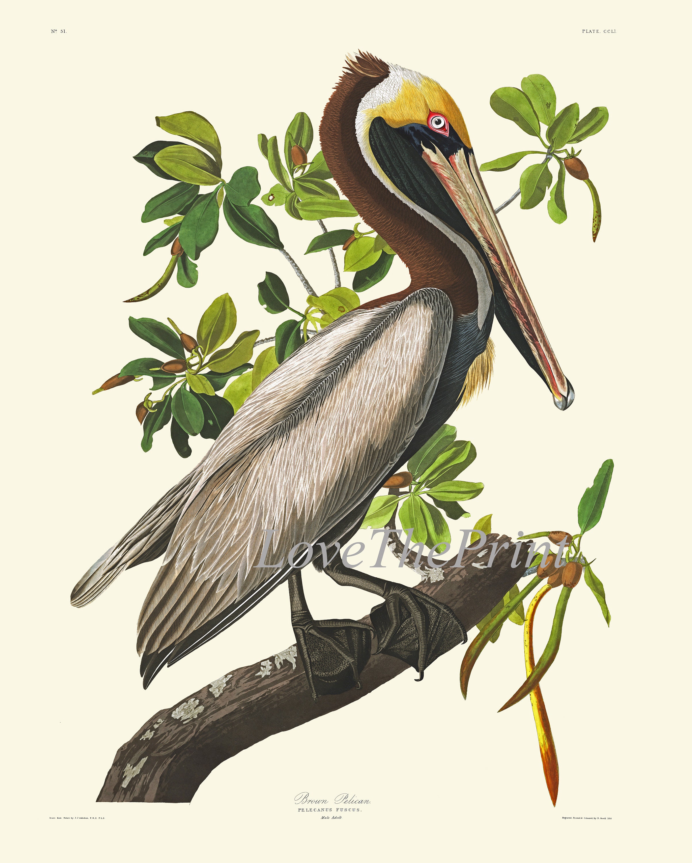 James Audubon Bird Wall Art Print Set of 6 Prints Beautiful Vintage ...