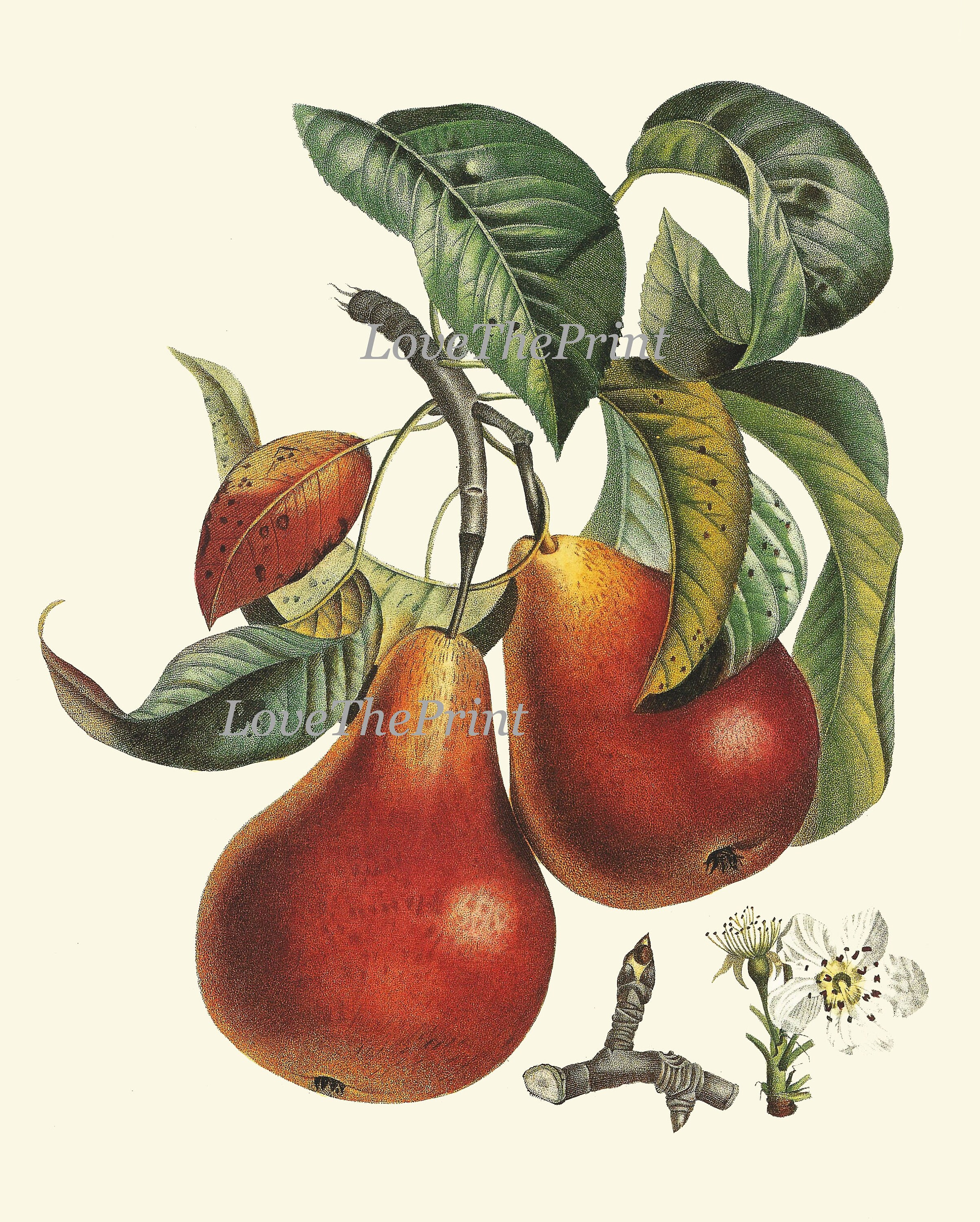 Vintage Fruit Wall Art Set of 9 Prints Kitchen Dining Room Beautiful