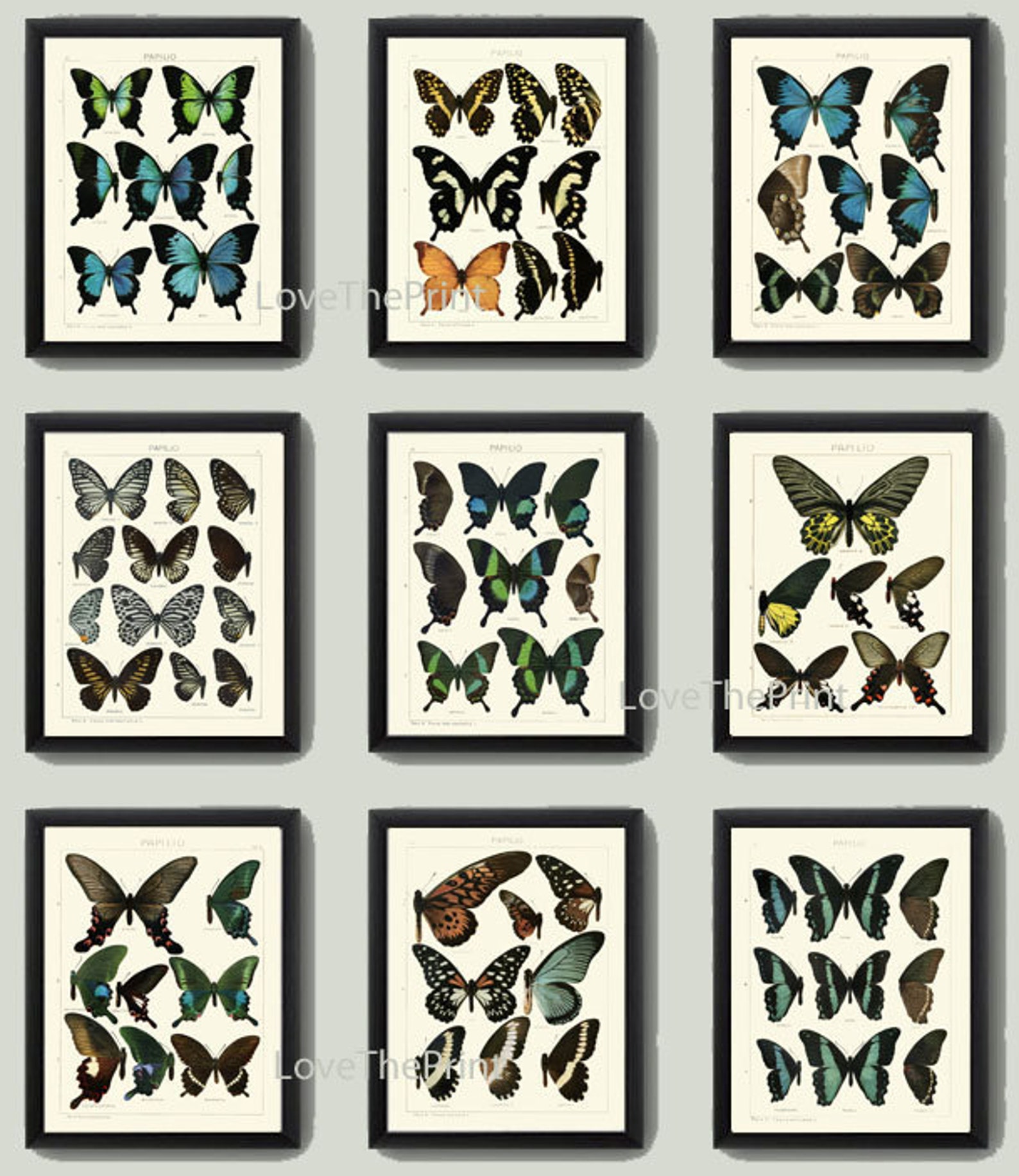 Vintage Butterfly Chart Wall Art Set of 9 Prints Beautiful Antique Book ...
