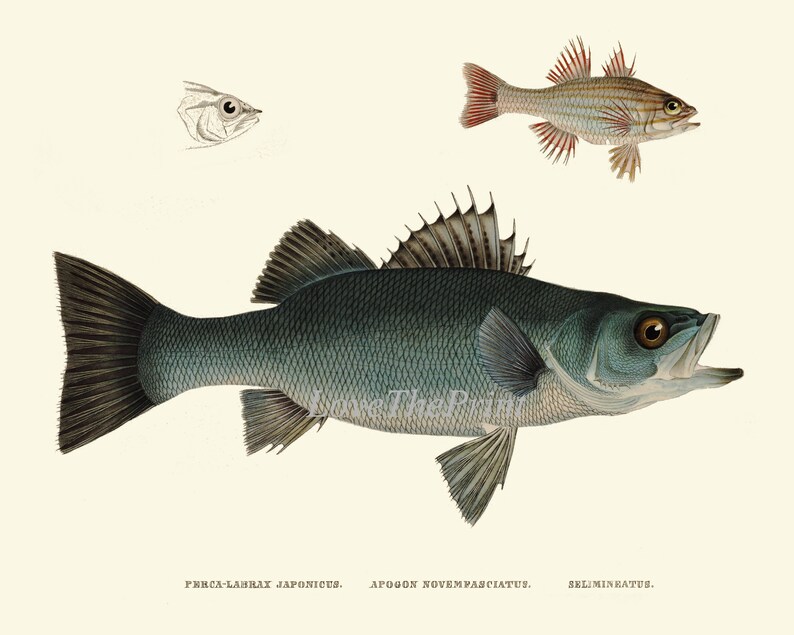 Vintage Fish Wall Art Set of 9 Prints Beautiful Antique Fishes Etsy