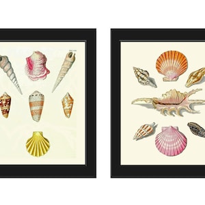 Vintage Seashells Shells Prints Wall Art Set of 2 Pink Yellow Brown Sea Ocean Beach Marine Coastal Bathroom Bedroom Home Decor to Frame KG