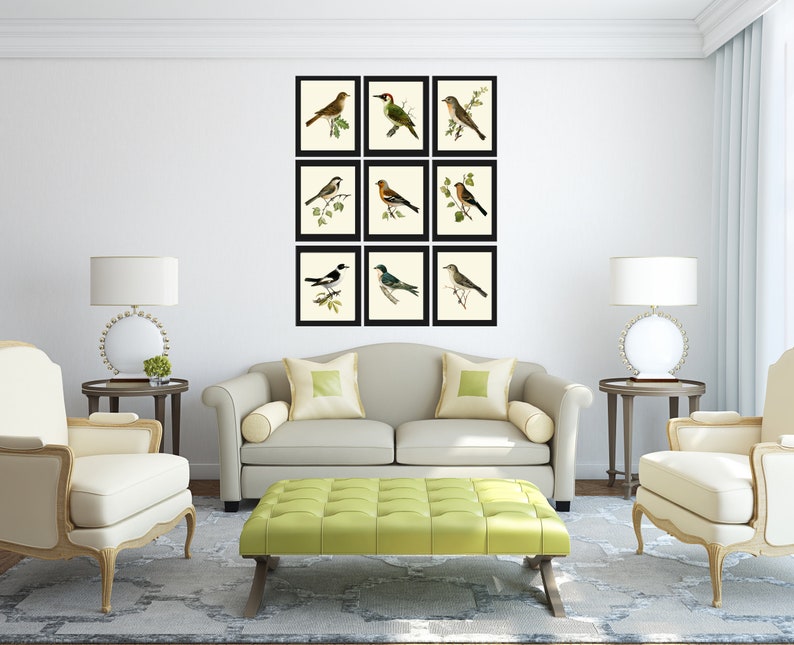 Vintage Bird Prints Wall Art Decor Set of 9 Beautiful Antique - Etsy