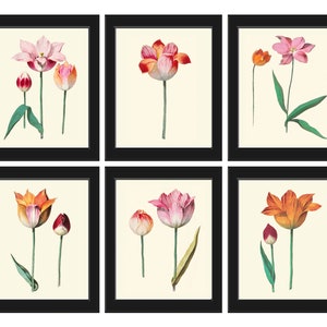 Tulip Flowers Botanical Wall Decor Art Set of 6 Prints Beautiful Vintage Antique Colorful Garden Varieties Home Room Decor to Frame ABD