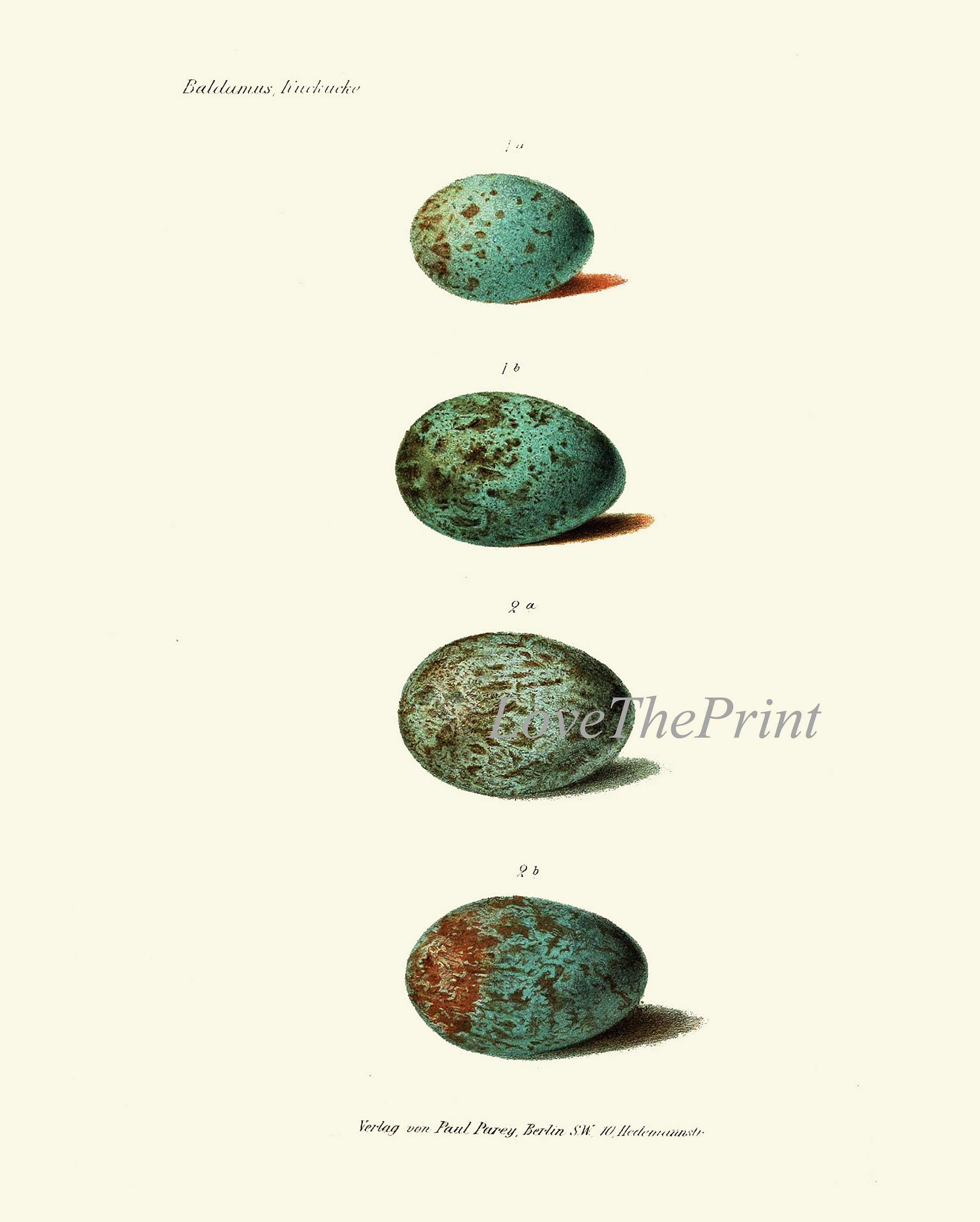 Vintage Bird Eggs Wall Art Print Set of 6 Beautiful Antique Etsy