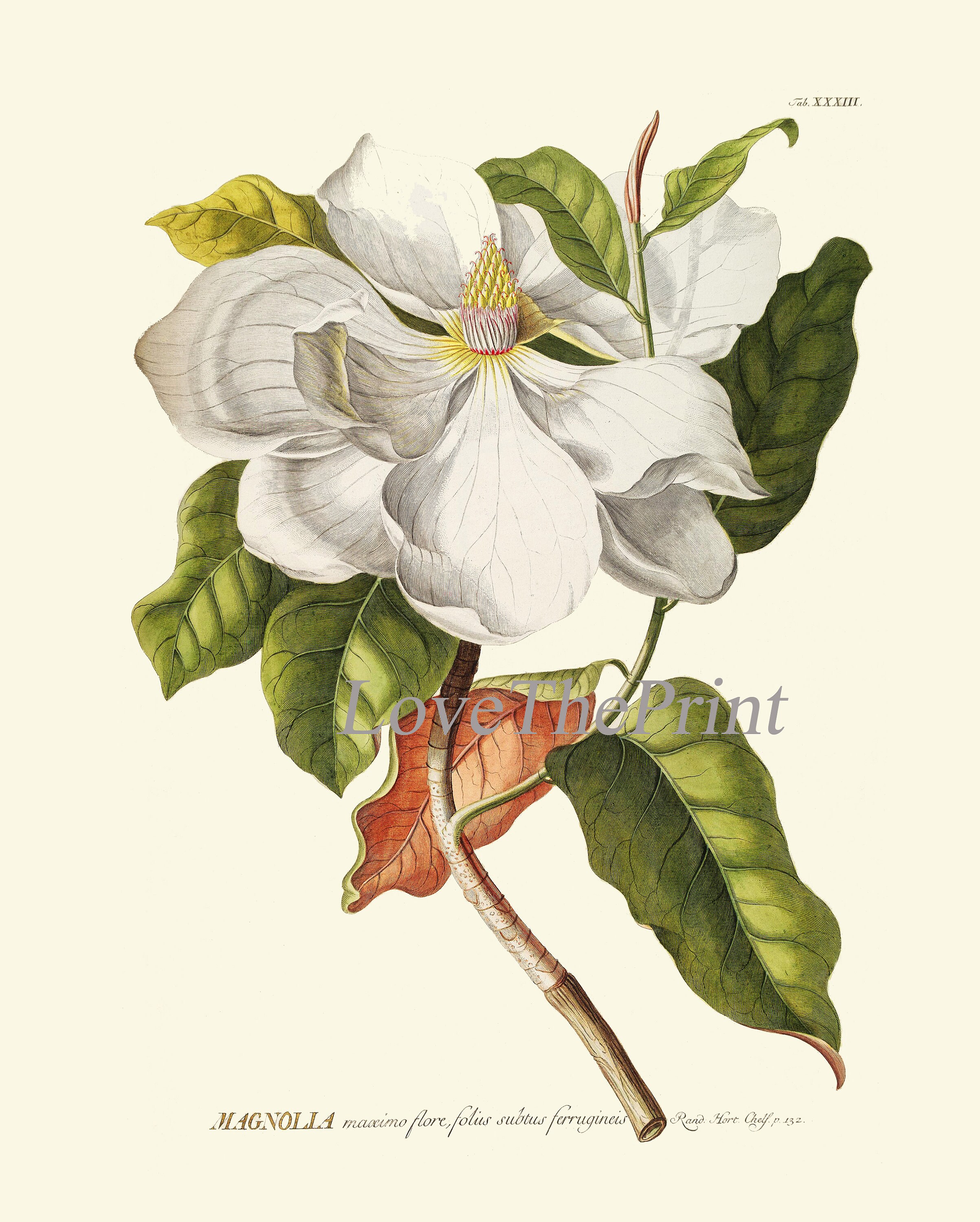 Blooming Magnolia Tree White Flowers Botanical Print Set of 4 Prints ...