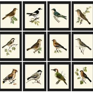 Bird Wall Art Set of 12 Prints Beautiful Antique Vintage Songbirds Bird ...