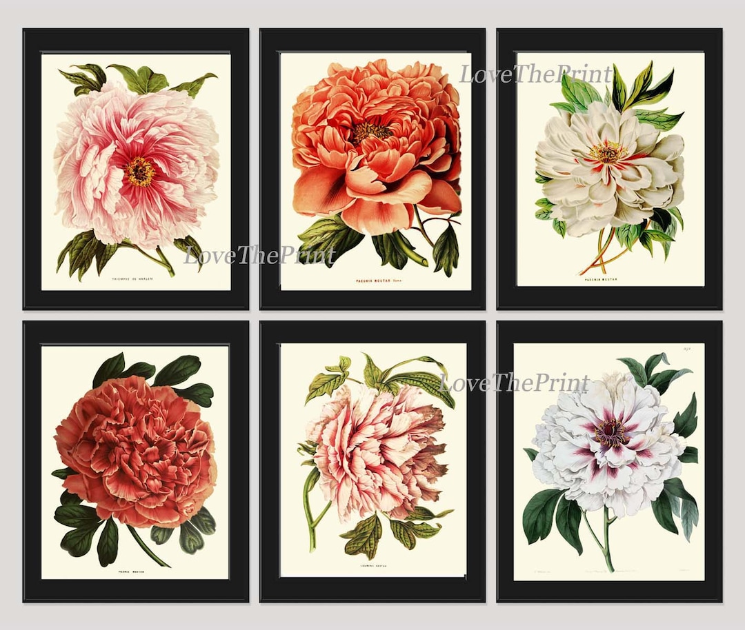 Peony Plants Botanical Wall Art Set of 6 Prints Beautiful Vintage ...
