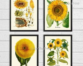 Girasol Juego de impresión de 4 impresiones Hermoso arte de pared antiguo Colorido amarillo dorado país al aire libre Naturaleza Flores Decoración del hogar para enmarcar SUN