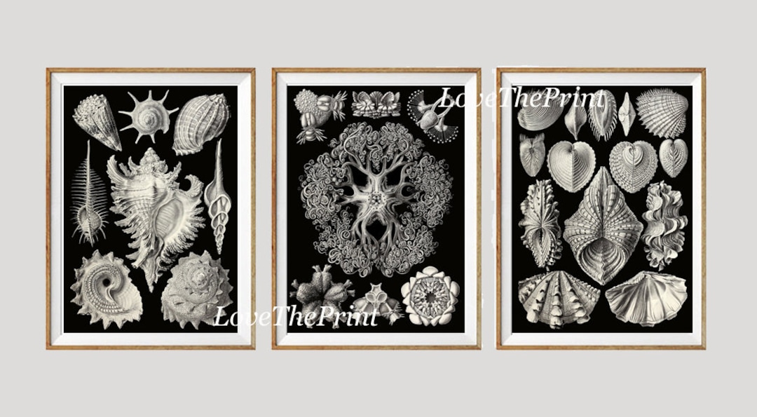 Vintage Seashell Wall Art Set of 3 Prints Beautiful Antique Sea Shells ...