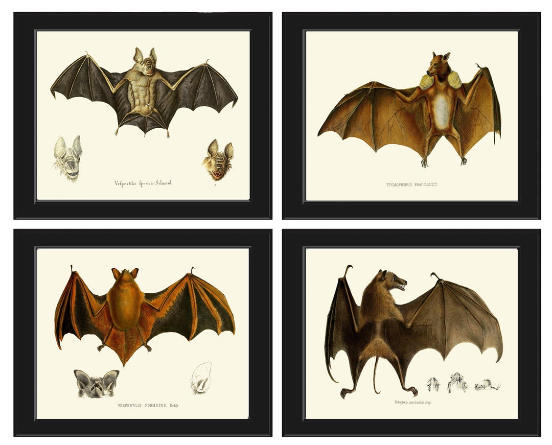 Vintage Bat Wall Art Set of 4 Prints Antique Animal Forest Country ...