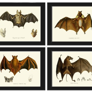 Vintage vleermuis muur kunst set van 4 prints antieke dieren bos land natuur wetenschap grafiek type natuur wetenschappelijk huis kamer decor om vleermuizen te framen