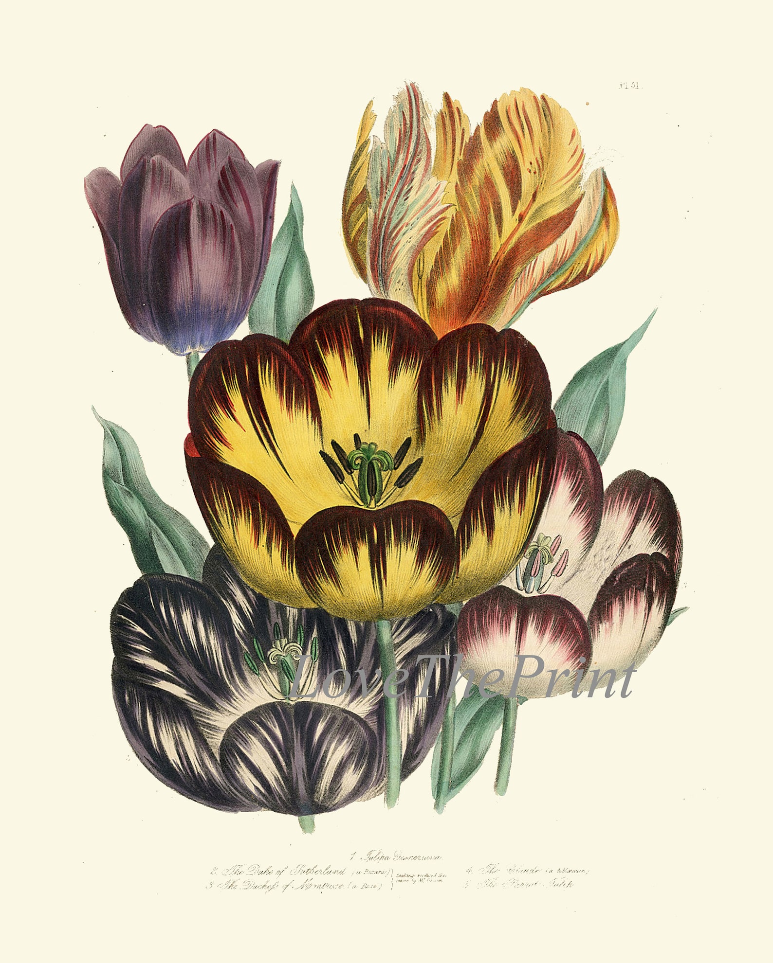 Botanical Wall Art Set of 6 Prints Beautiful Vintage Antique Red White ...