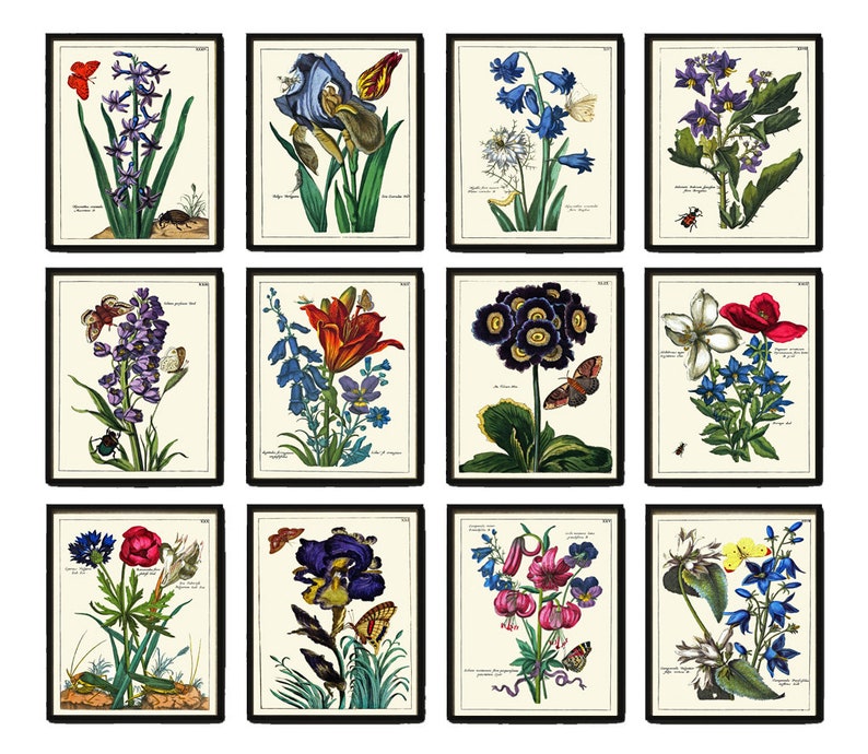 Botanical Wall Decor Art Set of 12 Prints Beautiful Antique Vintage ...