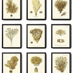 Vintage Corals Coral Prints Wall Decor Art Set of 9 Beautiful Antique Sea Ocean Marine Nature Science Nautical Home Room Decor to Frame ESPE