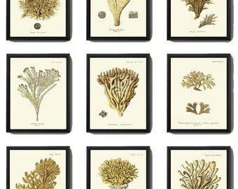 May include: Nine vintage botanical illustrations of different types of seaweed and coral. The illustrations are in black and white with brown and yellow accents. The illustrations are framed in black frames.