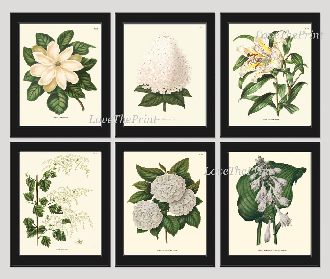 White Flowers Botanical Wall Art Set of 6 Prints Beautiful Vintage ...