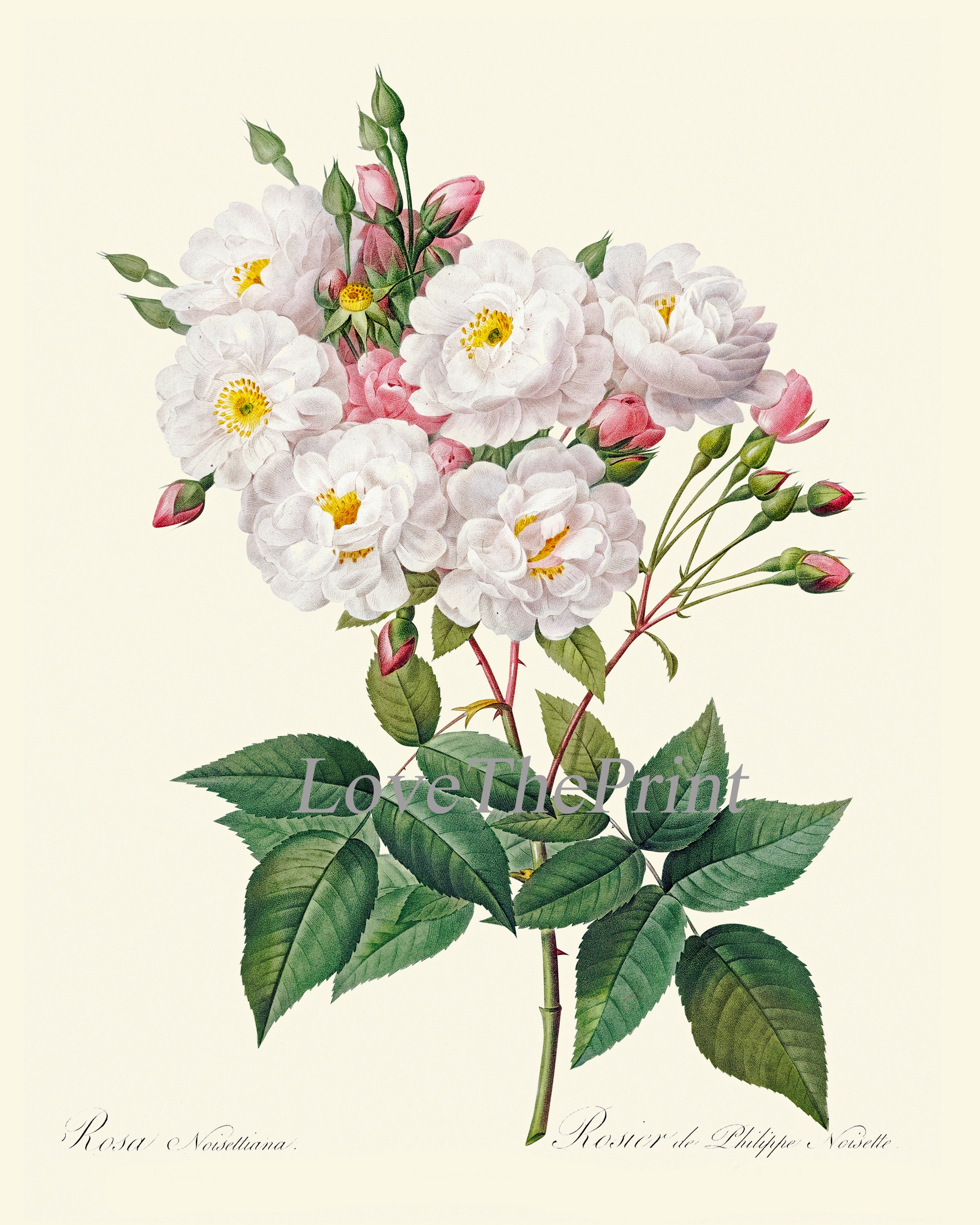 Roses Botanical Wall Decor Art Set of 6 Prints Beautiful Vintage ...
