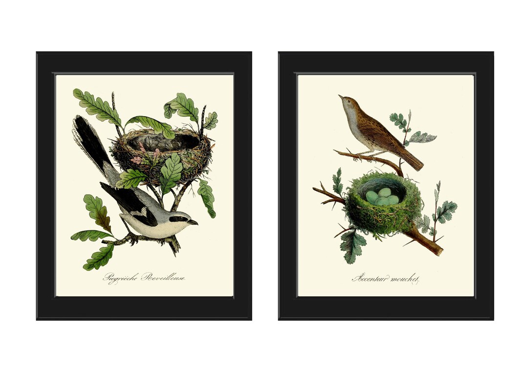 Bird Nest Eggs Wall Art Prints Set of 2 Beautiful Antique Vintage ...