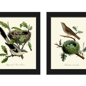 Bird Nest Eggs Wall Art Prints Set of 2 Beautiful Antique Vintage Rustic Country Green Nature Cottage Farmhouse Home Room Decor to Frame DCF