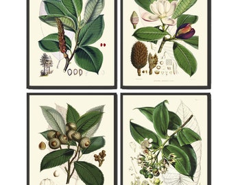 Hoja verde Rama de árbol Pared botánica Juego de arte de 4 impresiones Hermosa cocina antigua vintage comedor oficina Naturaleza Decoración del hogar para enmarcar FIT