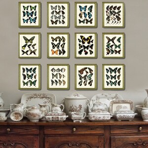 Vintage Butterflies Wall Art Set of 12 Prints Beautiful Antique ...
