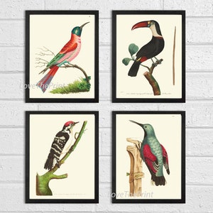 Antique Birds Wall Art Prints Set of 4 Beautiful Vintage Red Black Aqua Toucan Woodpecker Forest Tree Nature Home Room Decor to Frame BNOD