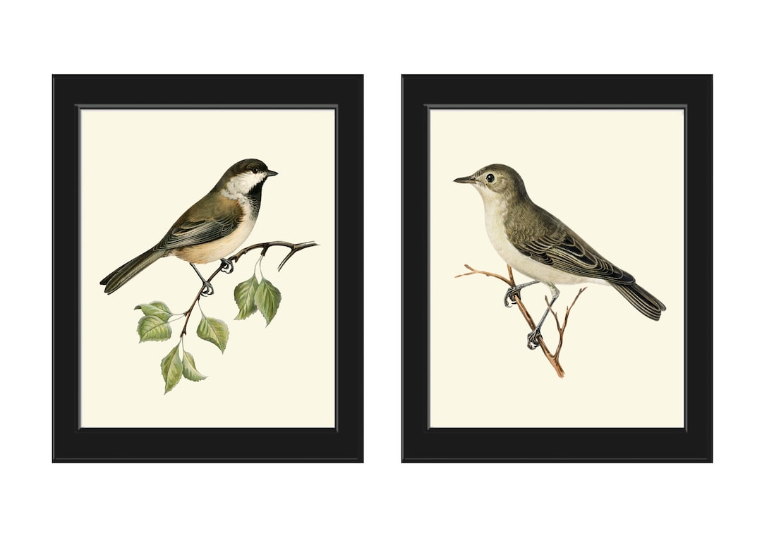Vintage Bird Wall Art Decor Prints Set of 2 Beautiful Antique Forest ...