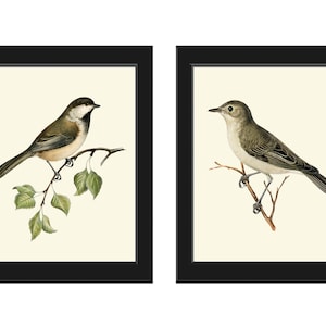 Vintage Bird Wall Art Decor Prints Set of 2 Beautiful Antique Forest Nature Pretty Birds Farmhouse Interior Home Room Decoration to Frame VW