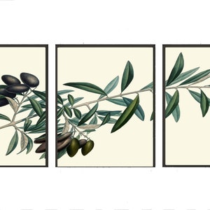 Olive Tree Branch Botanical Wall Art Set of 3 Prints Beautiful Antique Vintage Dining Room Kitchen Farmhouse Cottage Home Decor to Frame TR
