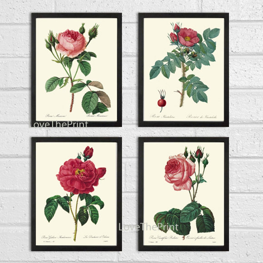 Red Roses Flowers Botanical Wall Art Set of 4 Prints Beautiful Antique ...