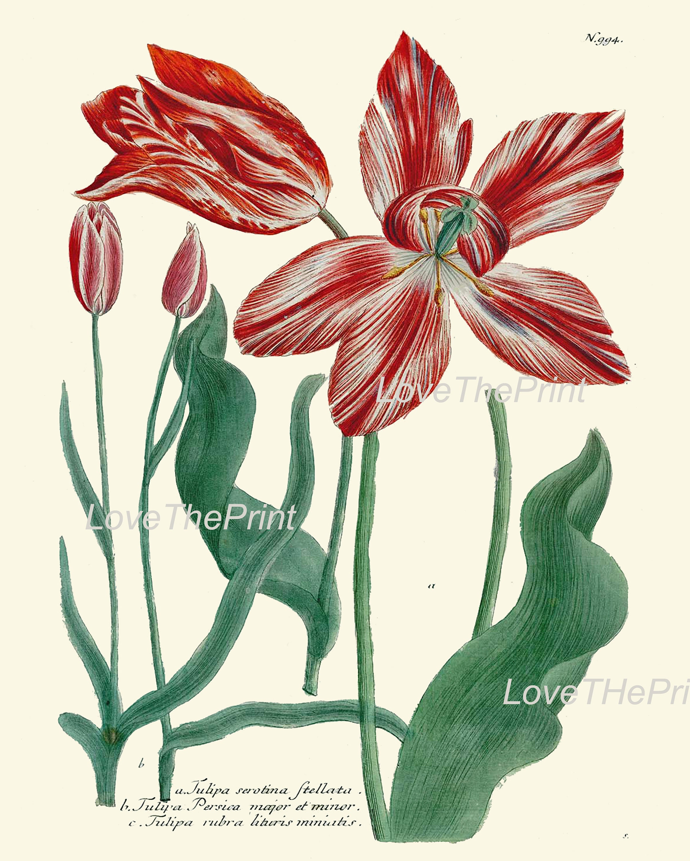 Iris and Tulip Botanical Print Set of 4 Prints Beautiful Antique Wall ...
