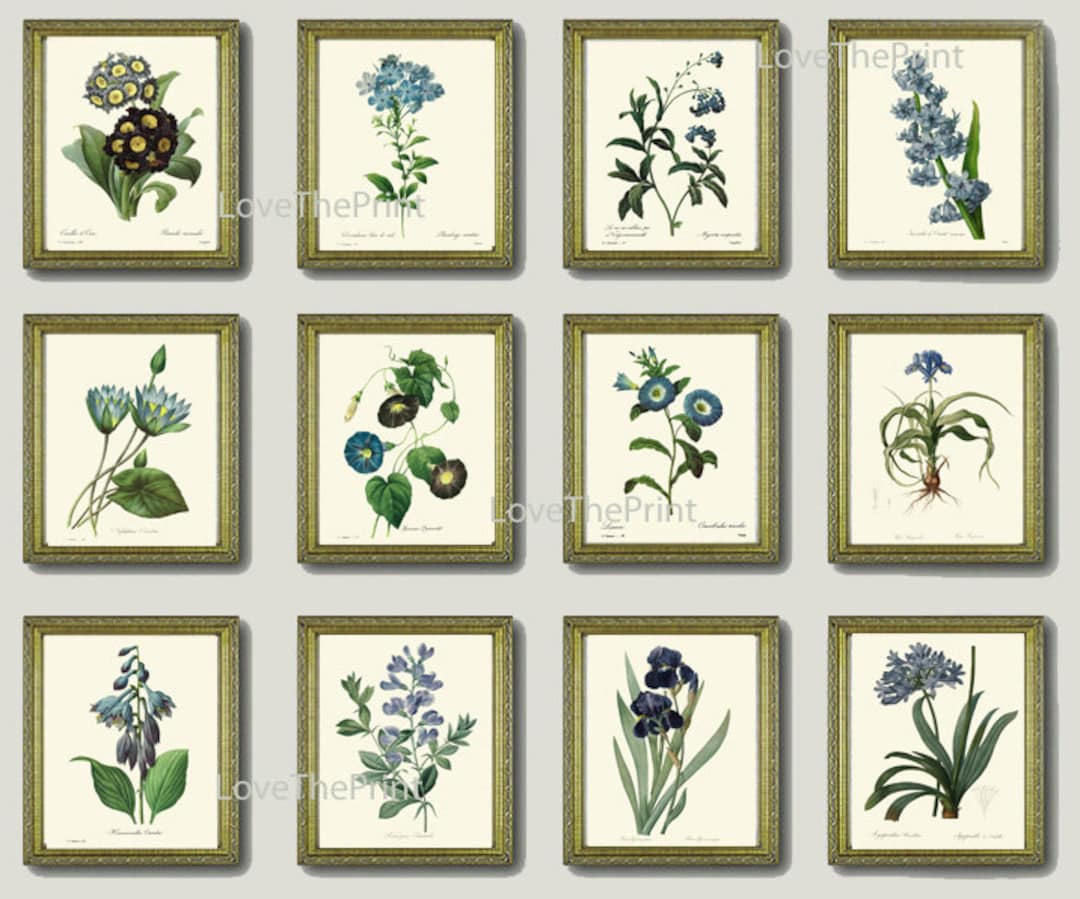 Blue Flowers Botanical Prints Wall Art Set of 12 Beautiful Antique ...