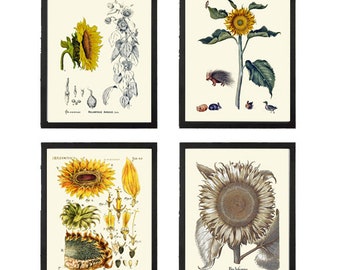 Girasol Pared Arte Juego de impresión de 4 Hermoso Vintage Vintage Amarillo Campo al aire libre Granja Flor Flores silvestres Decoración del hogar para enmarcar SUN