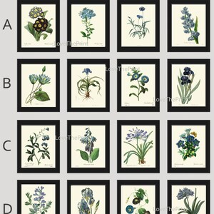 Blue Flowers Botanical Wall Art Set of 16 Prints Beautiful Antique Vintage Large Gallery Interior Design Designer Home Decor to Frame RE