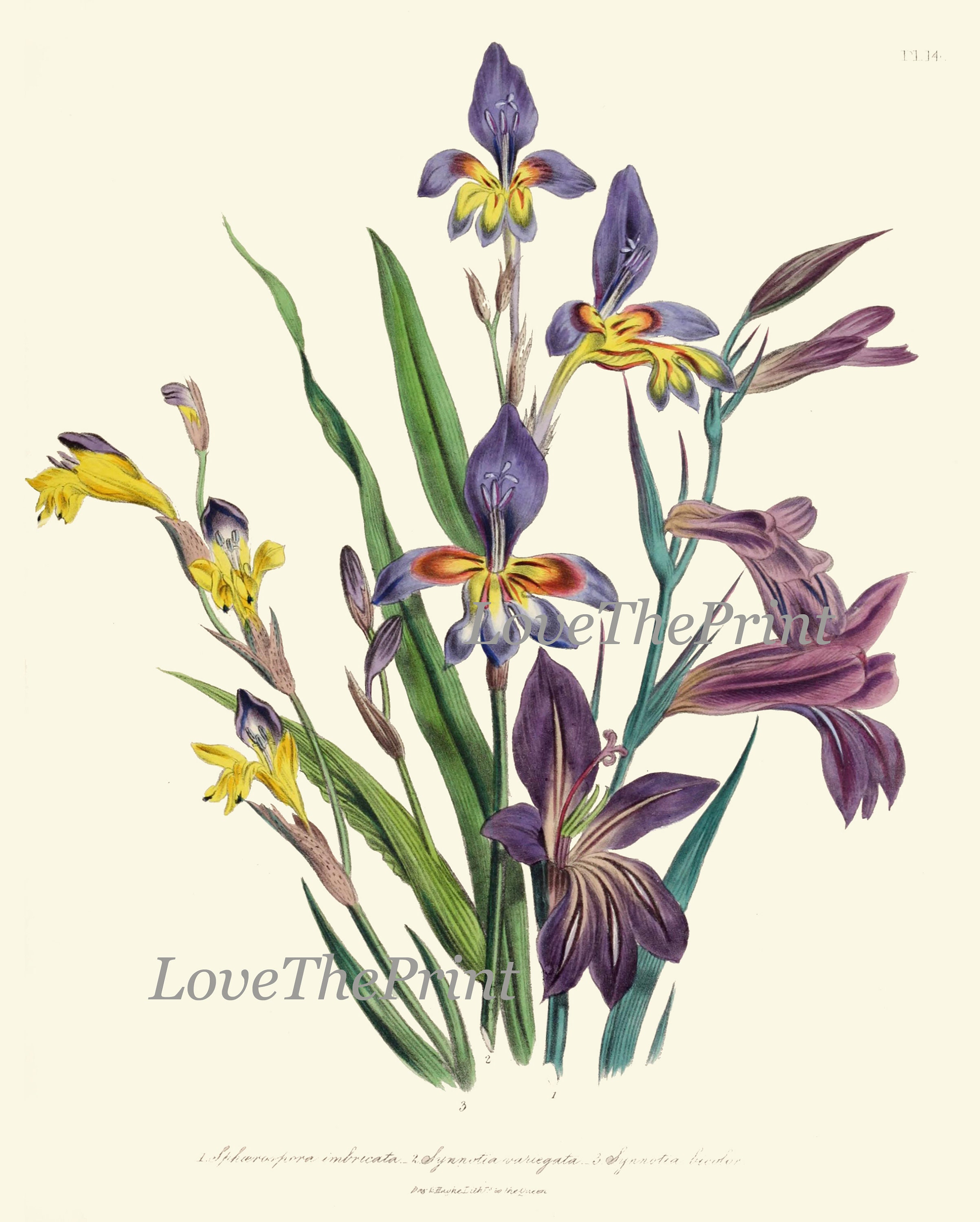 Wildflowers Botanical Wall Art Set of 9 Prints Beautiful Vintage ...
