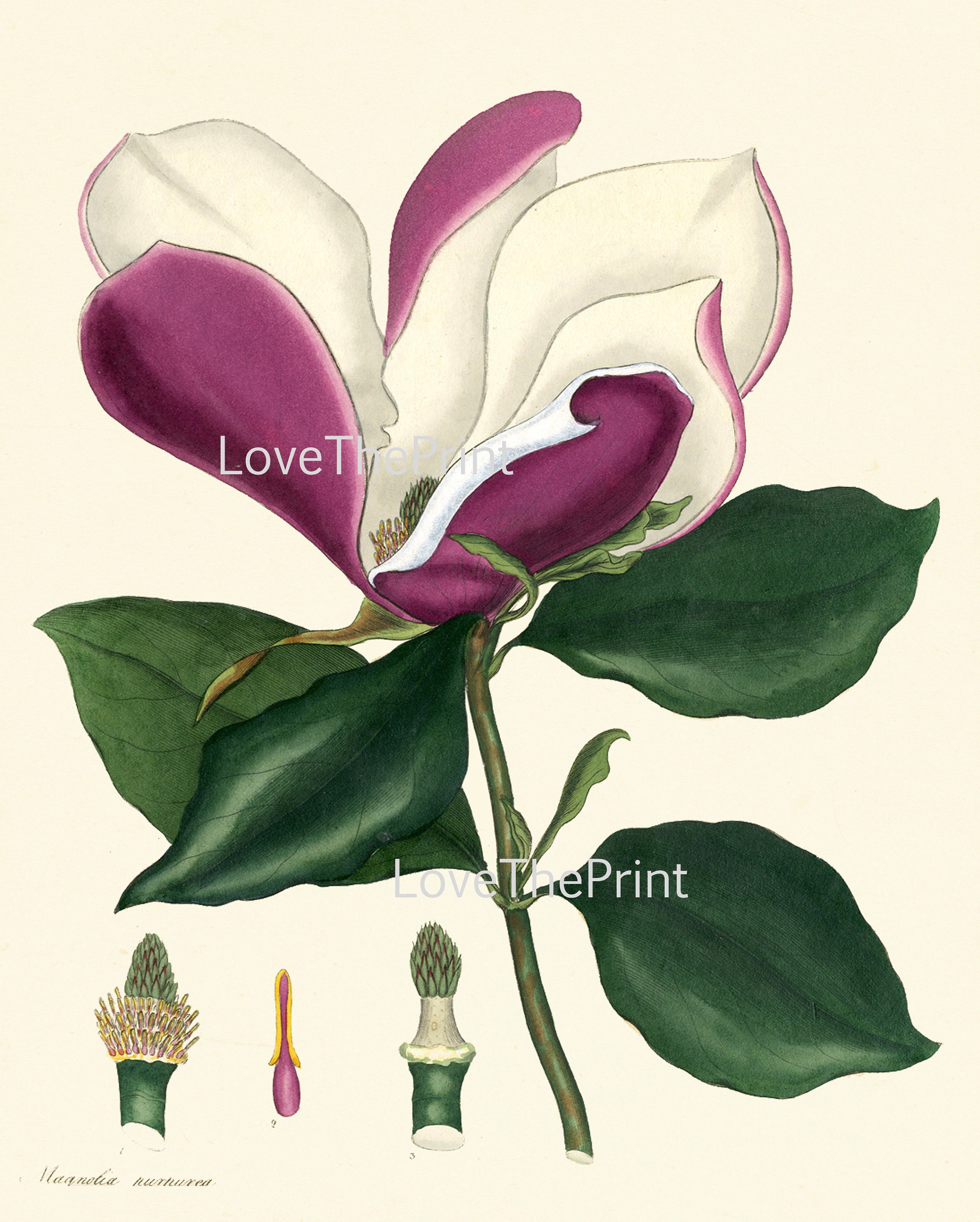 Botanical Wall Art Set of 6 Prints Beautiful White Pink Red Magnolia ...