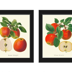 Red Apple Botanical Fruit Wall Art Set of 2 Beautiful Vintage Antique Dining Room Kitchen Garden Nature Illustration Home Decor to Frame GR