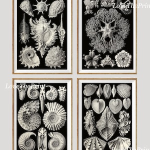 Shells Sea Ocean Science Scientific Wall Decor Art Set of 4 Prints Beautiful Antique Black Seashells Jellyfish Bathroom Office to Frame HAEC