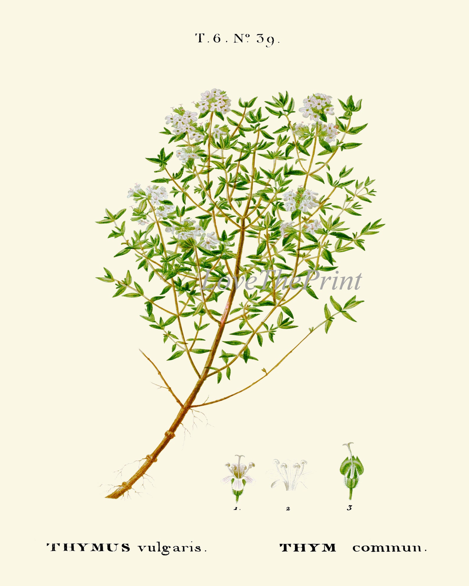Herbs Botanical Wall Art Set of 12 Prints Beautiful Antique Vintage ...