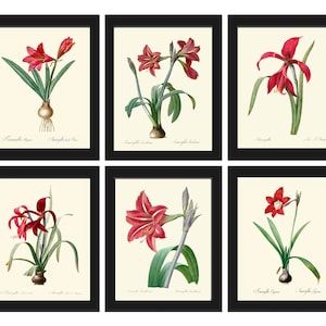 Red Amaryllis Flowers Wall Art Set of 6 Prints Beautiful Antique Vintage Botanical Garden Gardening Fall Winter Home Decor to Frame AMAR