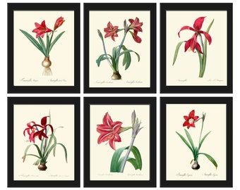 Red Amaryllis Flowers Wall Art Set of 6 Prints Beautiful Antique Vintage Botanical Garden Gardening Fall Winter Home Decor to Frame AMAR