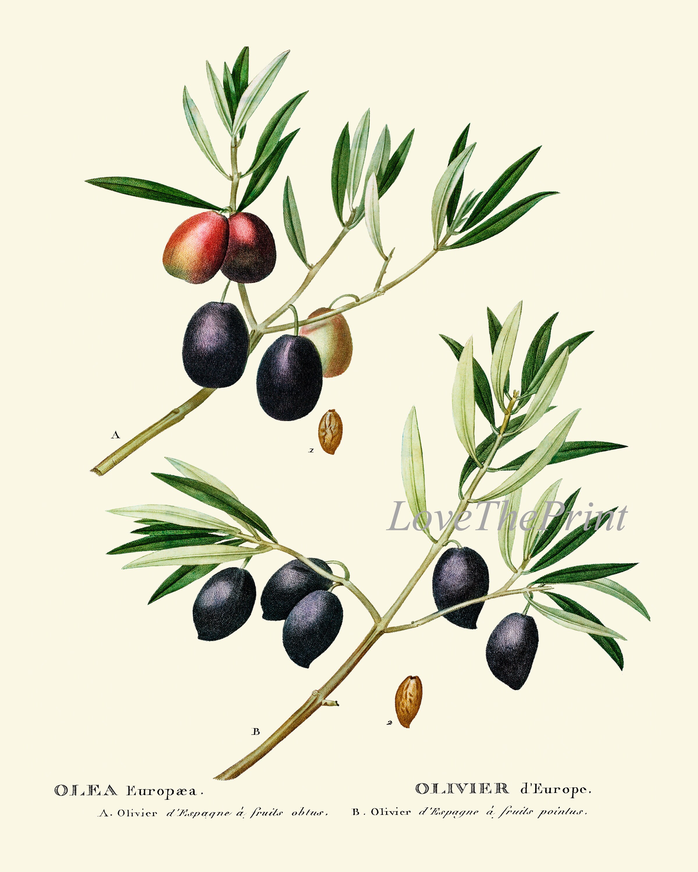 Herbs Botanical Wall Art Set of 12 Prints Beautiful Antique Vintage ...