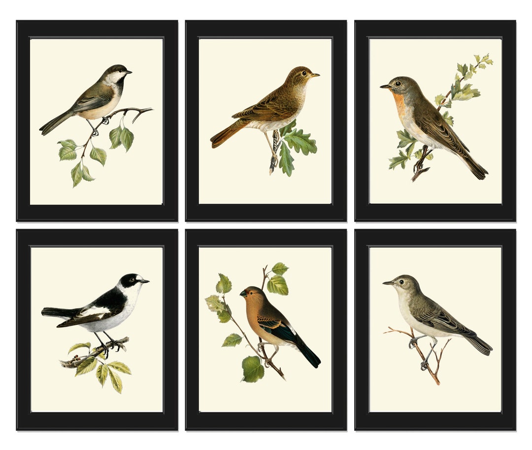 Vintage Antique Birds Wall Art Print Set of 6 Prints Birdwatching Bird ...