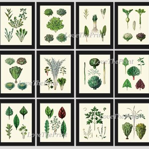 Salad Leaf Botanical Wall Art Set of 12 Prints Beautiful Antique ...