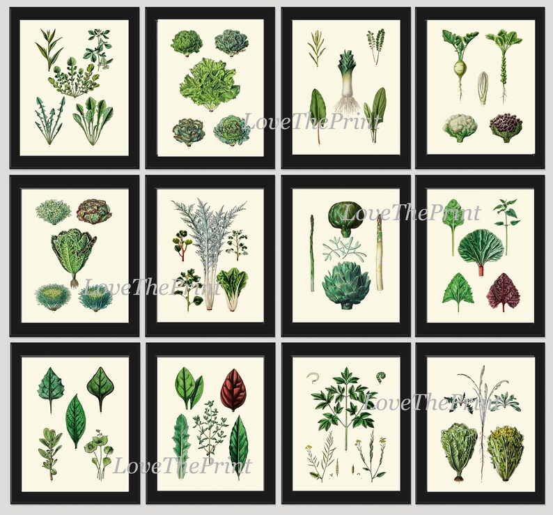 Salad Leaf Botanical Wall Art Set of 12 Prints Beautiful Antique ...